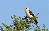 White-headed Buffalo-Weaverborder=